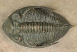 Detailed Zlichovaspis Trilobite - Morocco #189996-2